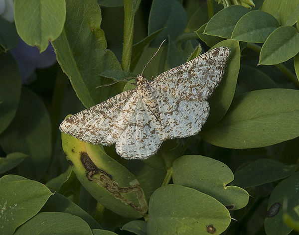 Heliomata glarearia